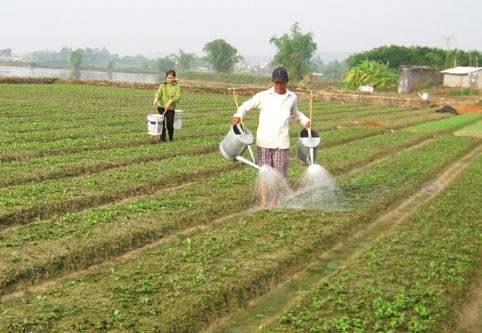 Phòng hạn vụ đông xuân